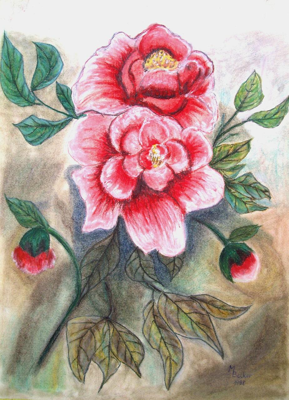 芍药鲜花多少钱