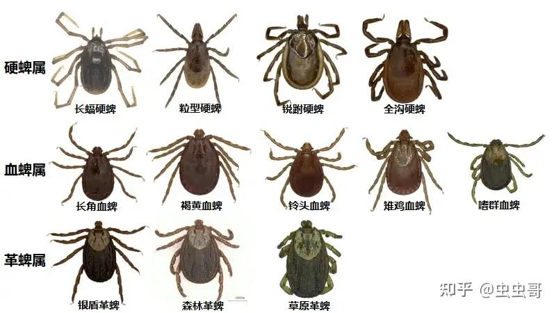 如何区分狗身上的蜱虫与跳蚤呢