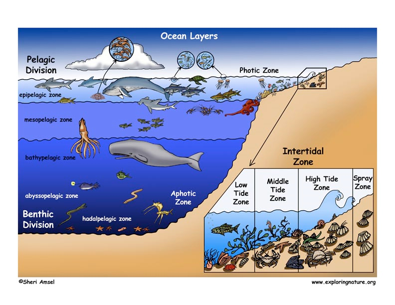 深海生物分布图图片
