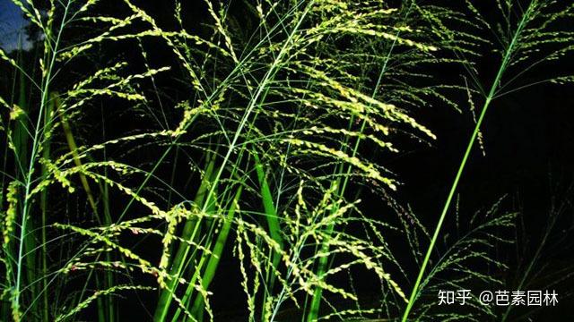 禾本科杂草的快速识别 - 知乎