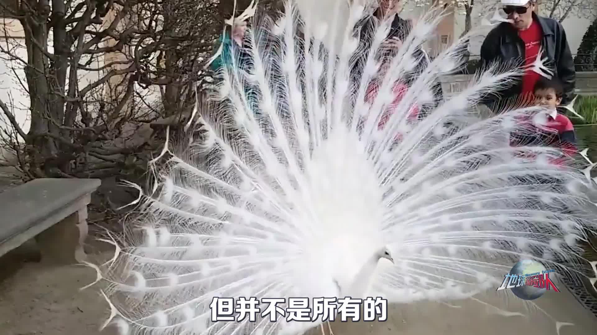 雪虎和白狮图片