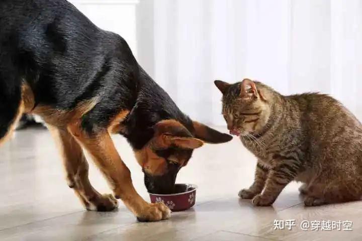 年纪轻轻、猫狗双全!多宠家庭,这几点不容忽视…… - 知乎