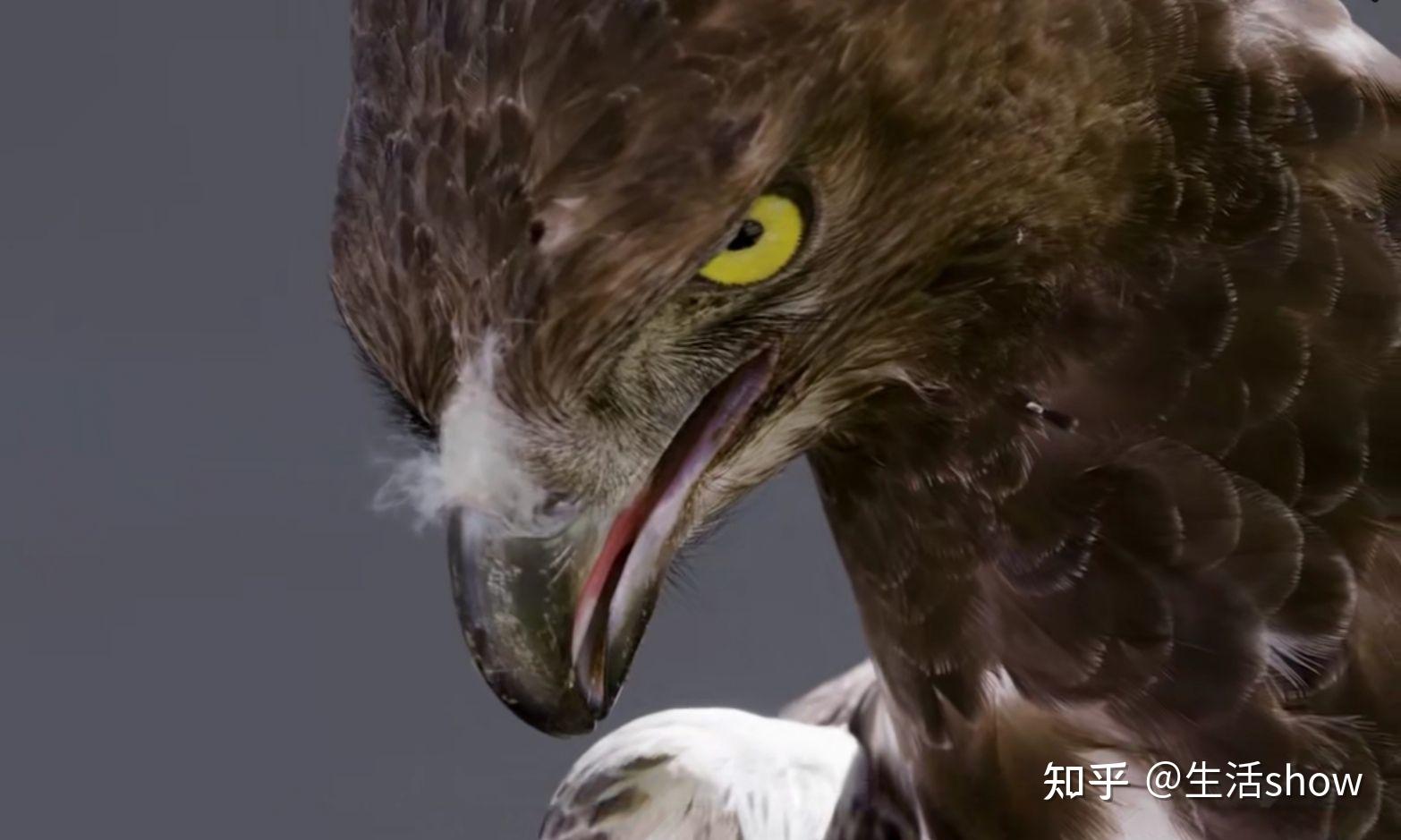 为什么大部分的猛禽和猛兽,从眼神气质上看第一眼就