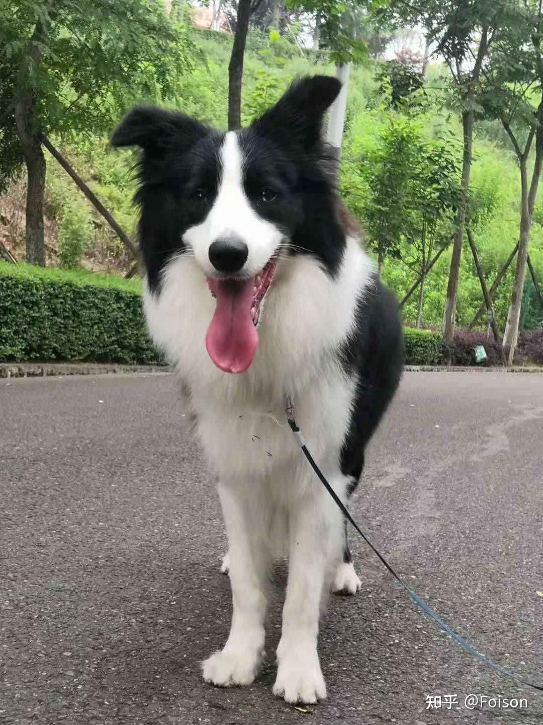 海盗脸边牧算失格吗? - 知乎