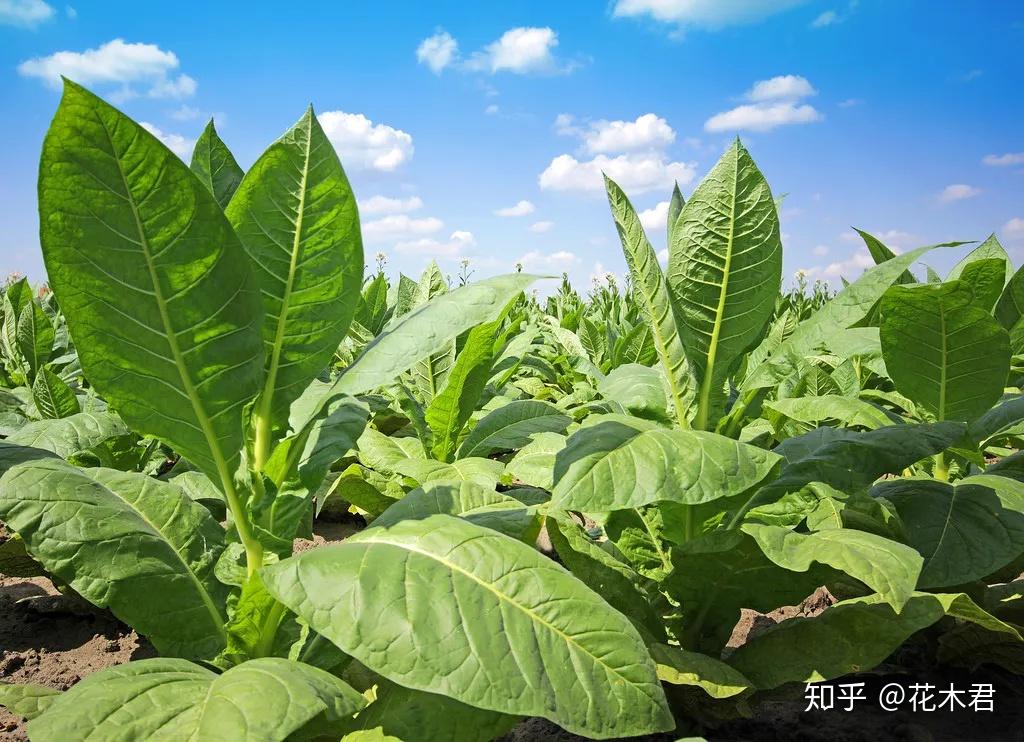 烟草是不是我国原产？起源何地？花烟草和烟草花有什么区别？