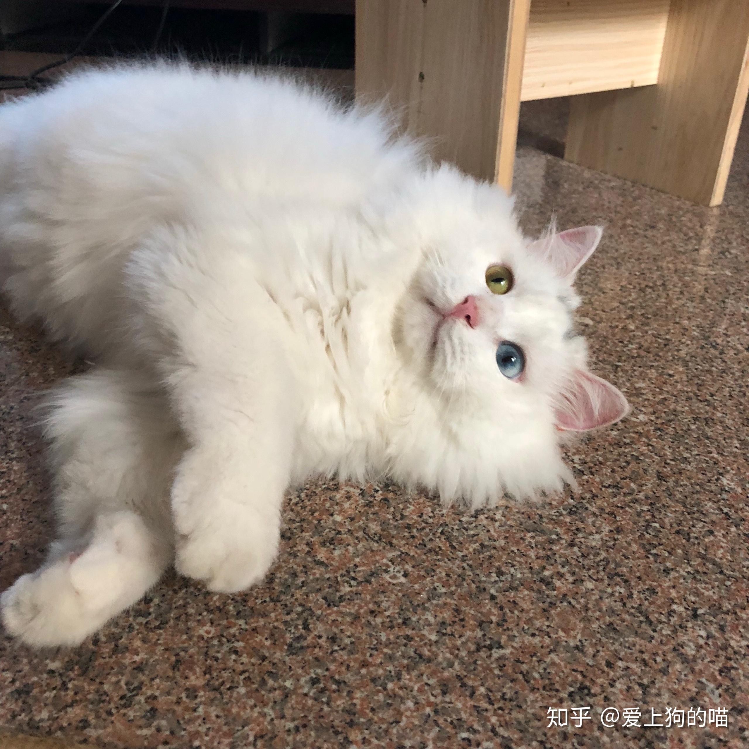 临清狮子猫的性格是怎样的? - 知乎