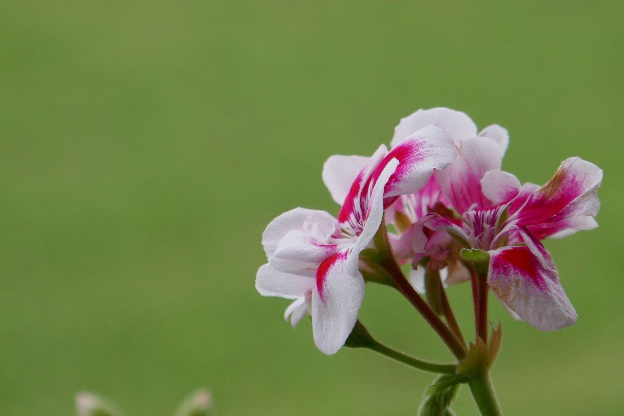 2. 生态宜居大盘
