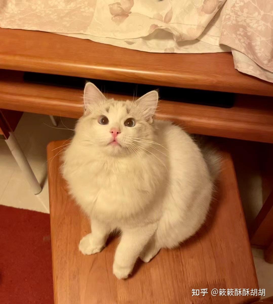 布偶串美短孩子长大啥样呢? - 知乎