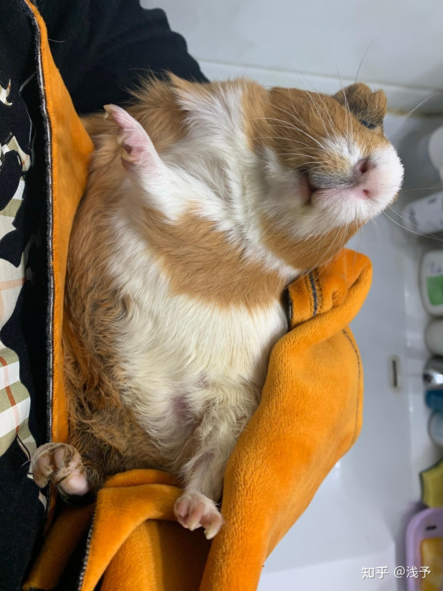 荷兰猪能长多大