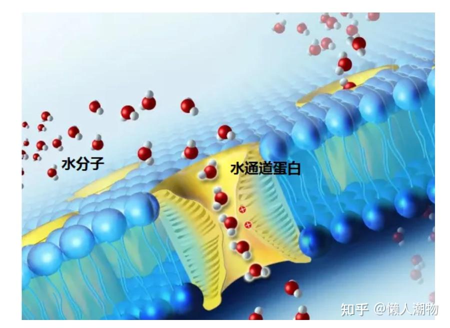 飞利浦水通道蛋白净水器怎么样? 