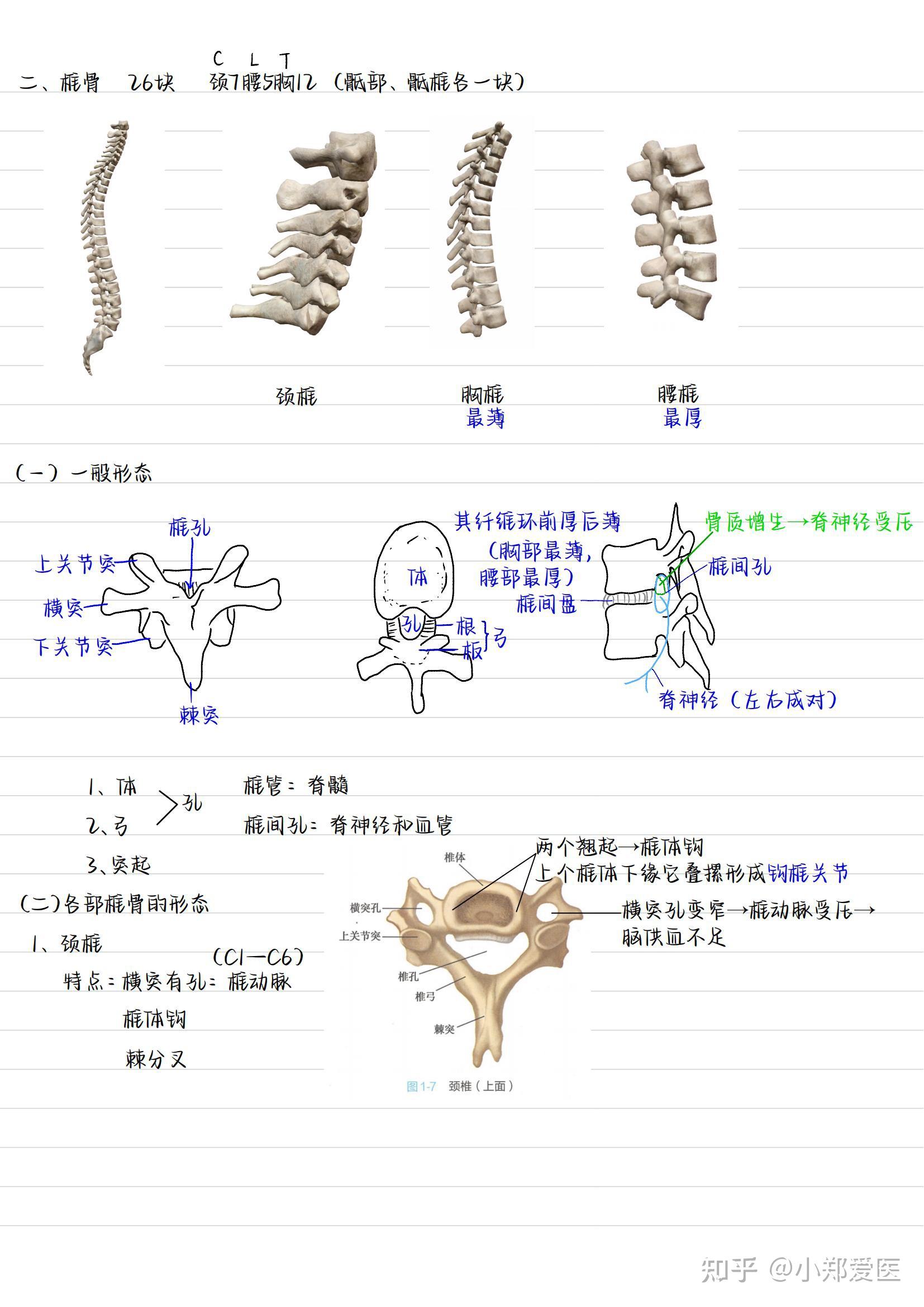 系统解剖学手写笔记全套收藏 知乎 