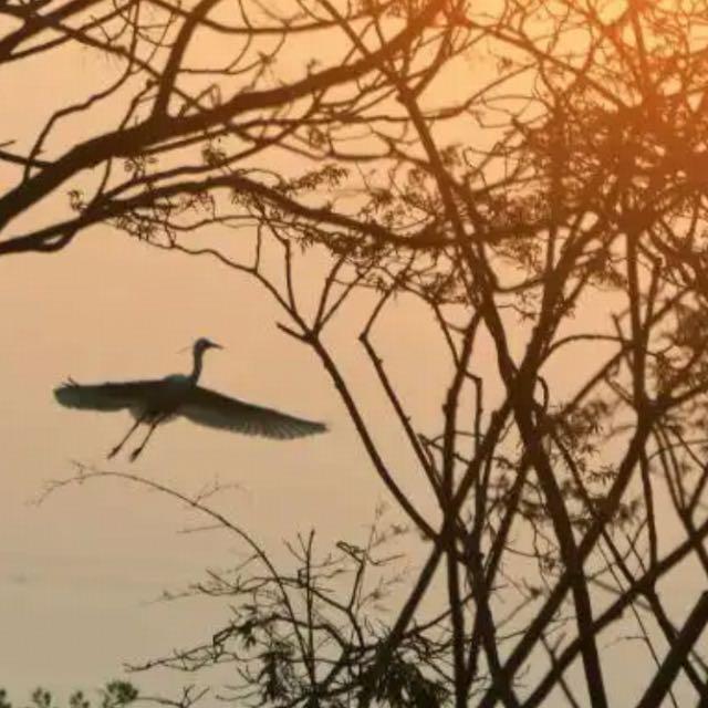 「锦瑟无端五十弦，一弦一柱思华年」，李商隐这句到底在表达什么意思？