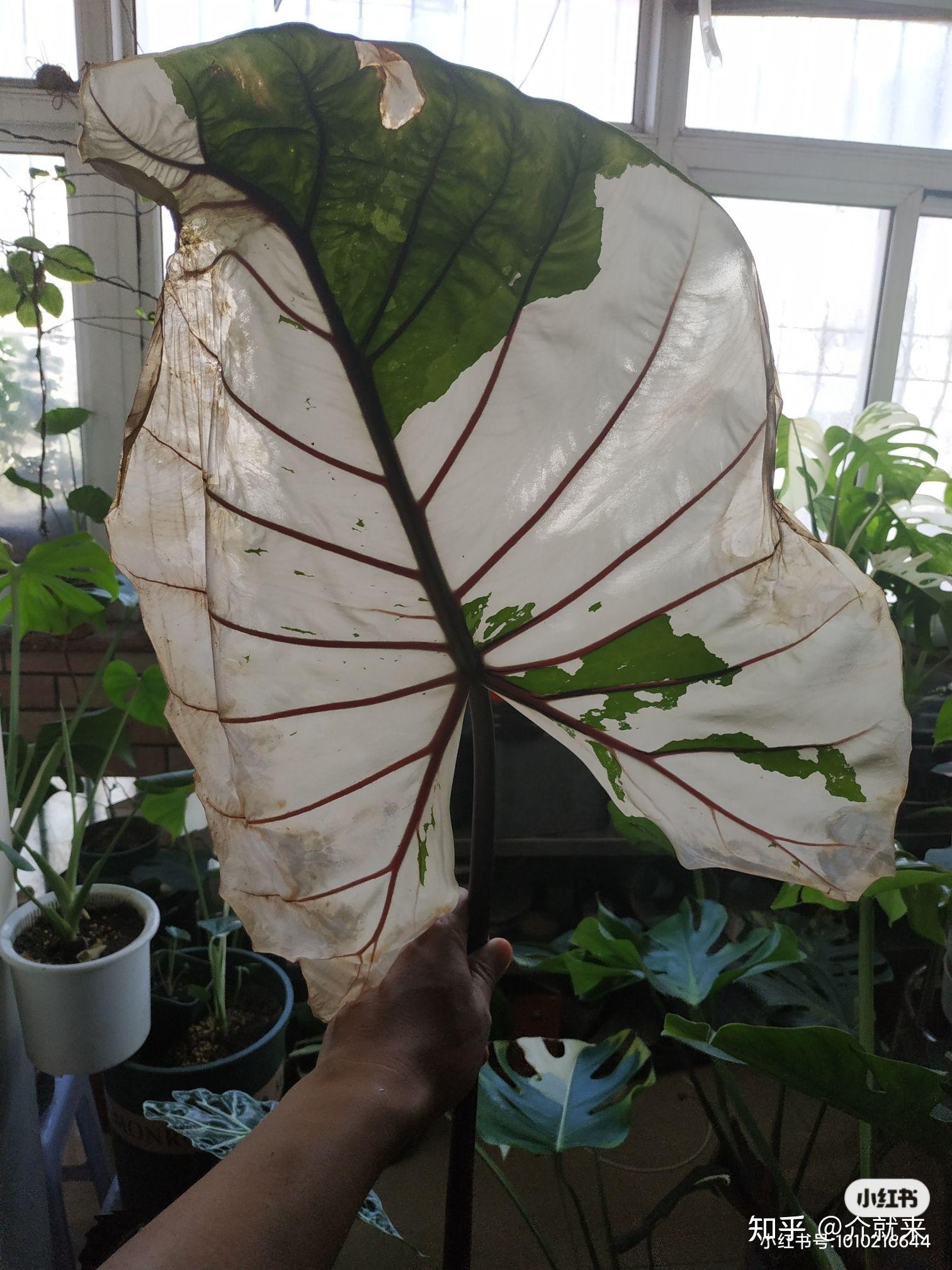 紫脉海芋锦的新叶长出来有褶皱痕 是什么原因? - 知乎