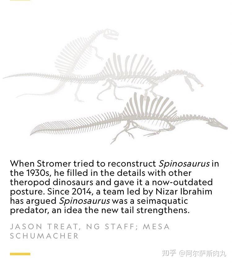 如何看待棘龙新出土的尾部化石新的复原长有尾鳍