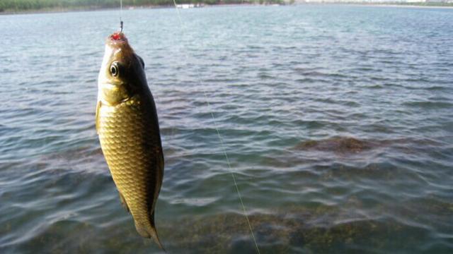 釣具10個趣味海魚限定入荷香港水塘釣魚活動在淡水釣魚活動中，投釣鯉魚