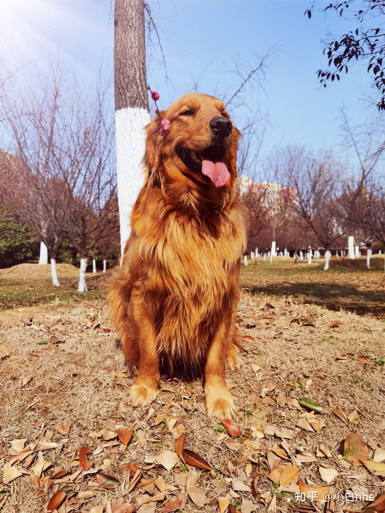 大家可以帮我瞅瞅这是纯种的枫叶红金毛宝宝吗? - 知乎