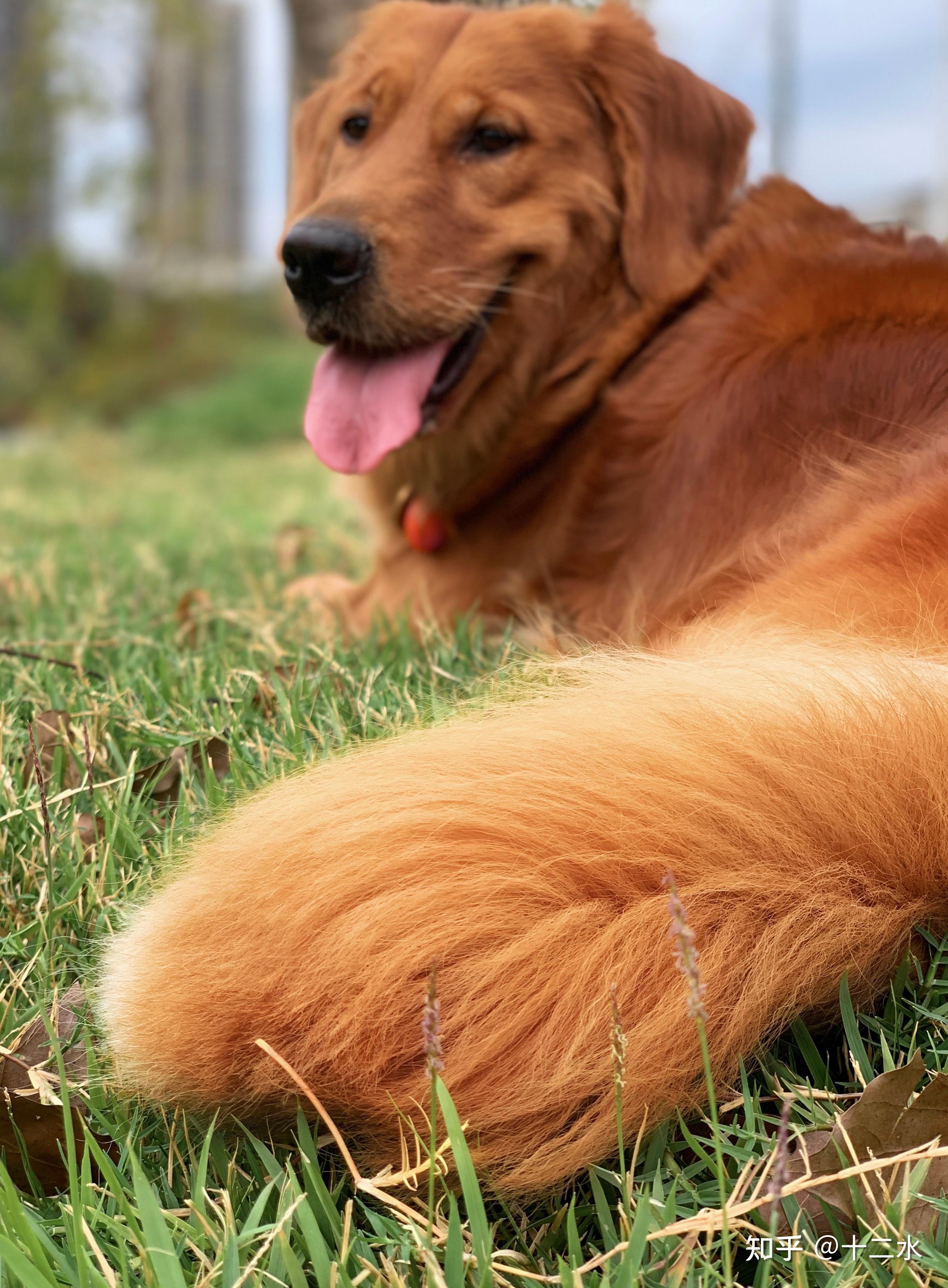 金毛尾巴怎样爆毛? - 知乎