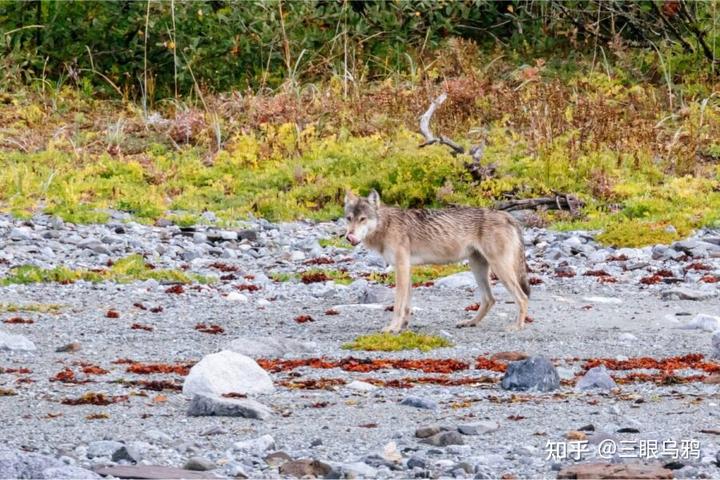 如果将 20 只狼和 500 只鹿放进同一孤岛，最后谁能活下来？