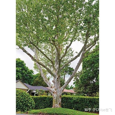 为什么《怦然心动 (Filpped)》中把「The Sycamore tree」译为「无花果树」? - 知乎