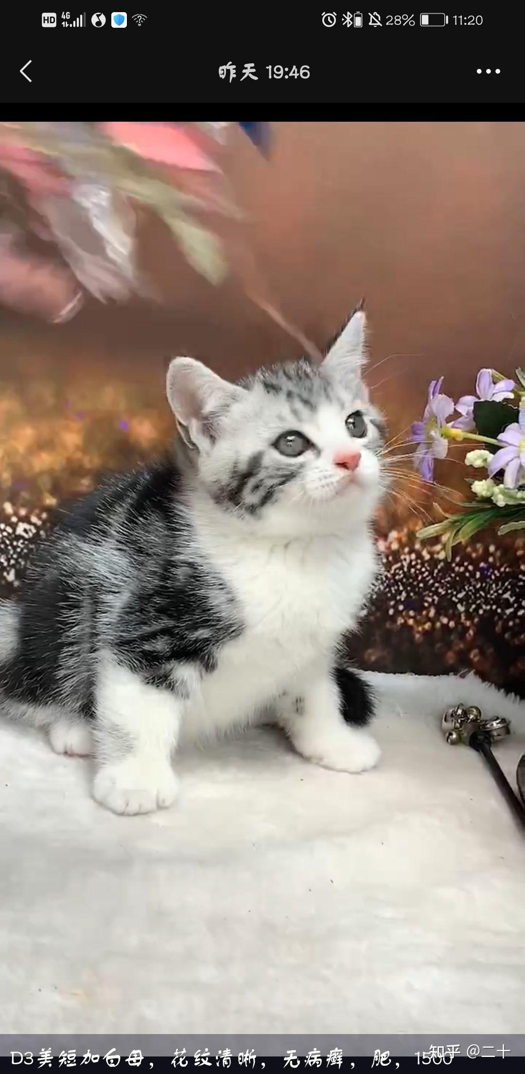 请各位大神判断一下这个是纯白英短吗