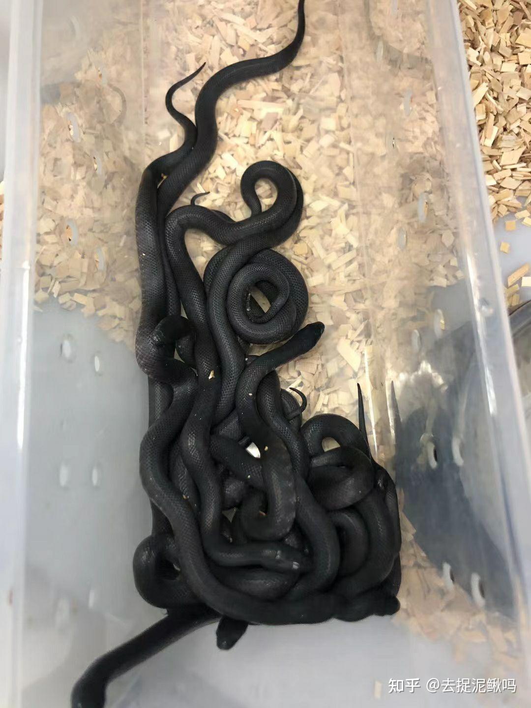 新手学生党养蛇适合养什么样子的?大概价位是多少!