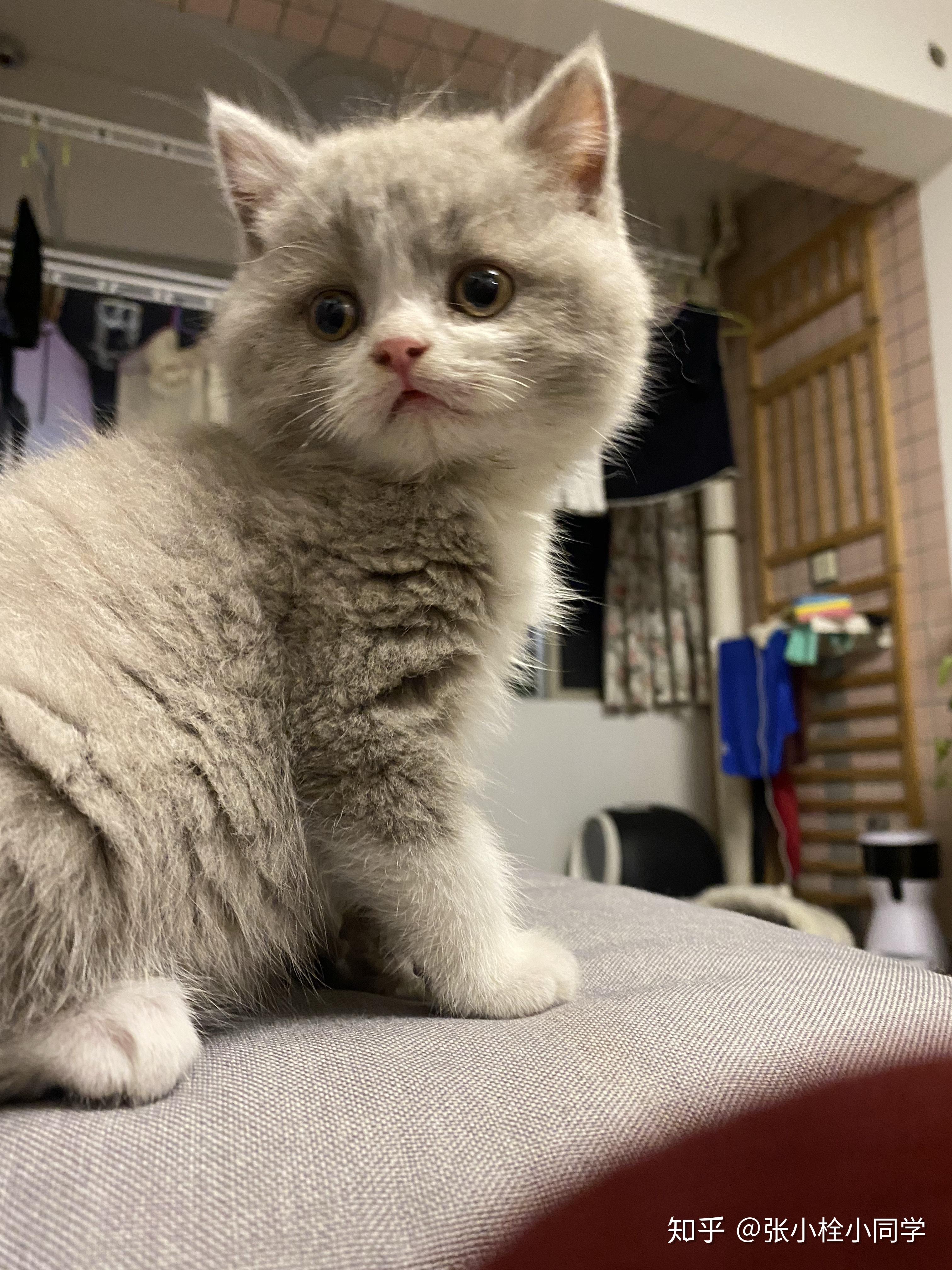 有英短异长丁香色的猫吗