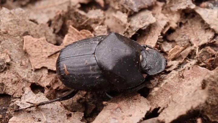 Sphaeritidae 【动物界全系列】隐翅虫下目—阎魔虫总科〈阎甲总科〉 - 知乎