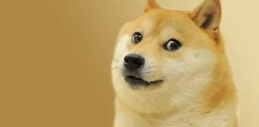 知名表情包睿智傻狗柴犬doge离世