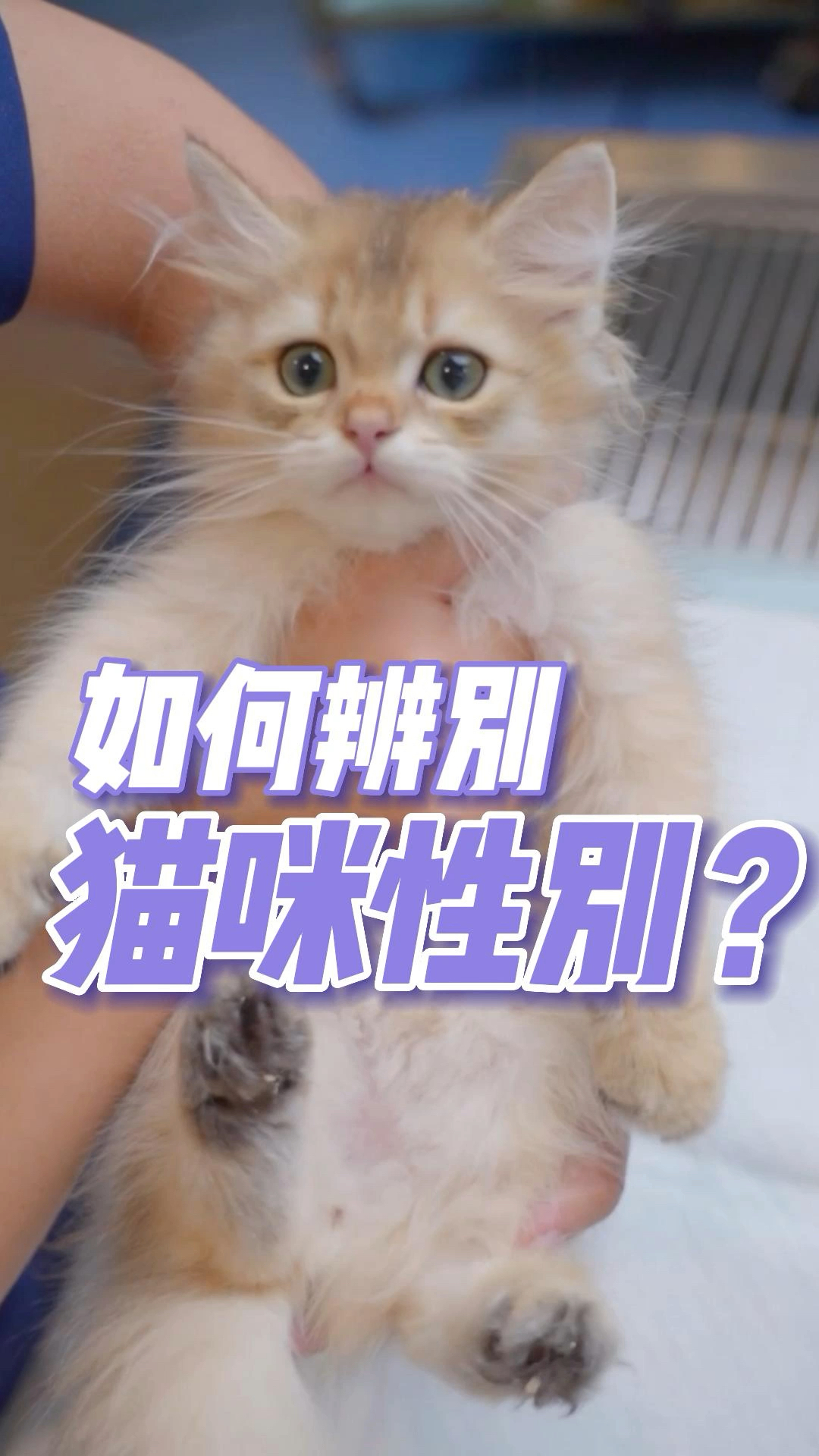 猫多大可以看出公母？教你一眼辨别幼猫性别 - 知乎