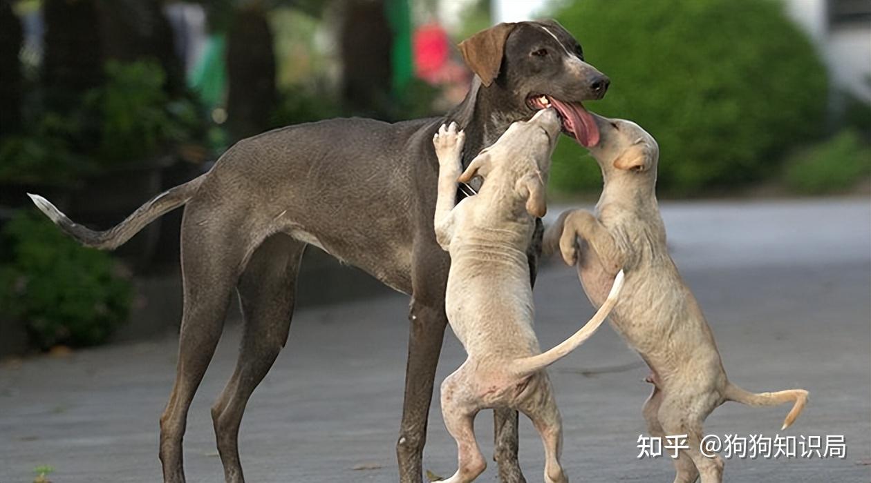 为什么越来越多人喜欢养“细狗”?网友:养过才发现有多好 - 知乎