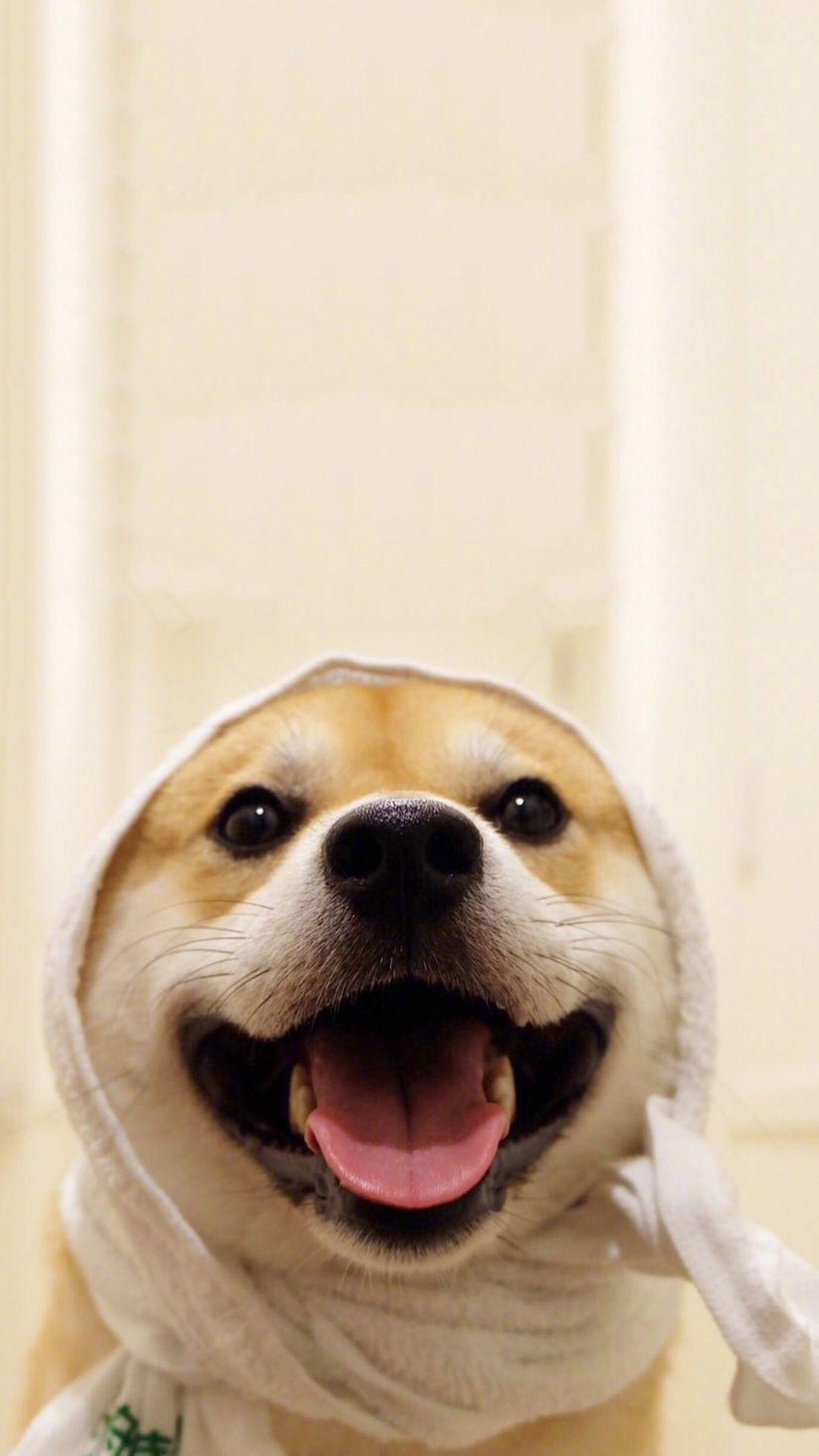 有哪些可爱的狗狗头像? - 知乎