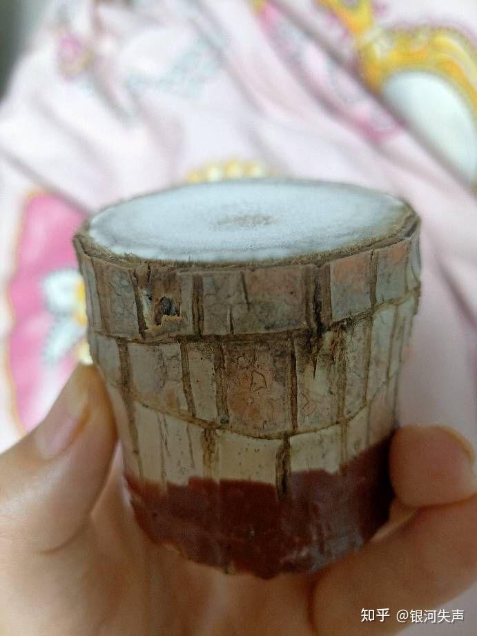 巴西木底部长白毛了还能活吗? - 知乎