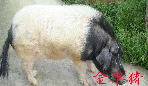第一节：我们要养什么猪？猪的品种简介 - 知乎