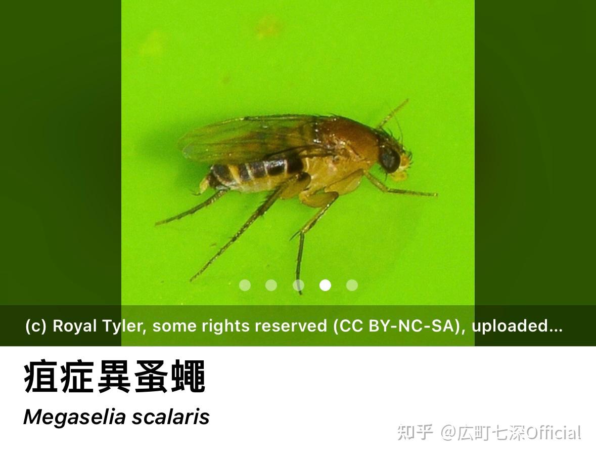 万能的知友,请问这是什么虫子,蚤蝇吗? - 知乎