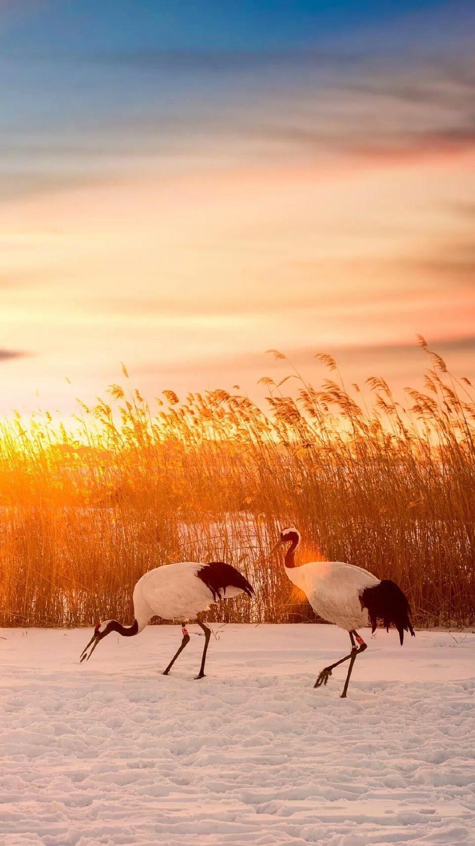 有没有丹顶鹤的手机壁纸或者聊天背景图