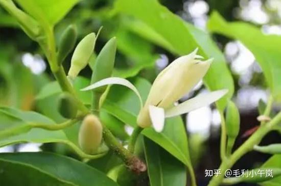 在家种植黄果兰有哪些注意事项? - 知乎
