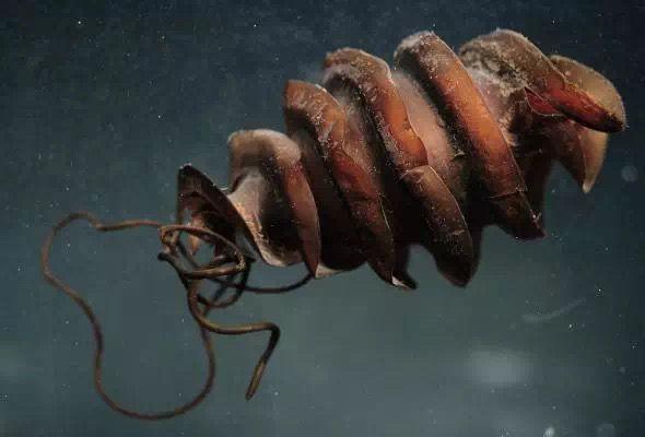 请问哪些鲨鱼的卵是螺旋形状的? - 知乎