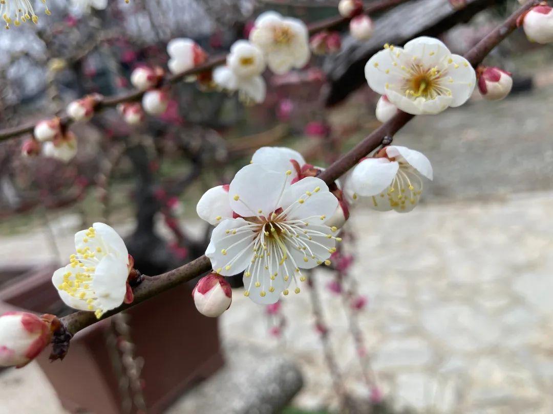 暗香浮动是梅来——梅花山独家赏梅攻略 - 知乎