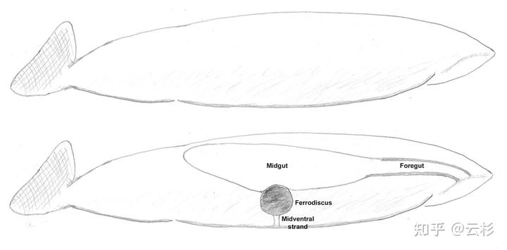 有哪些物种看起来像 AI 生成的，但在自然界真实存在？