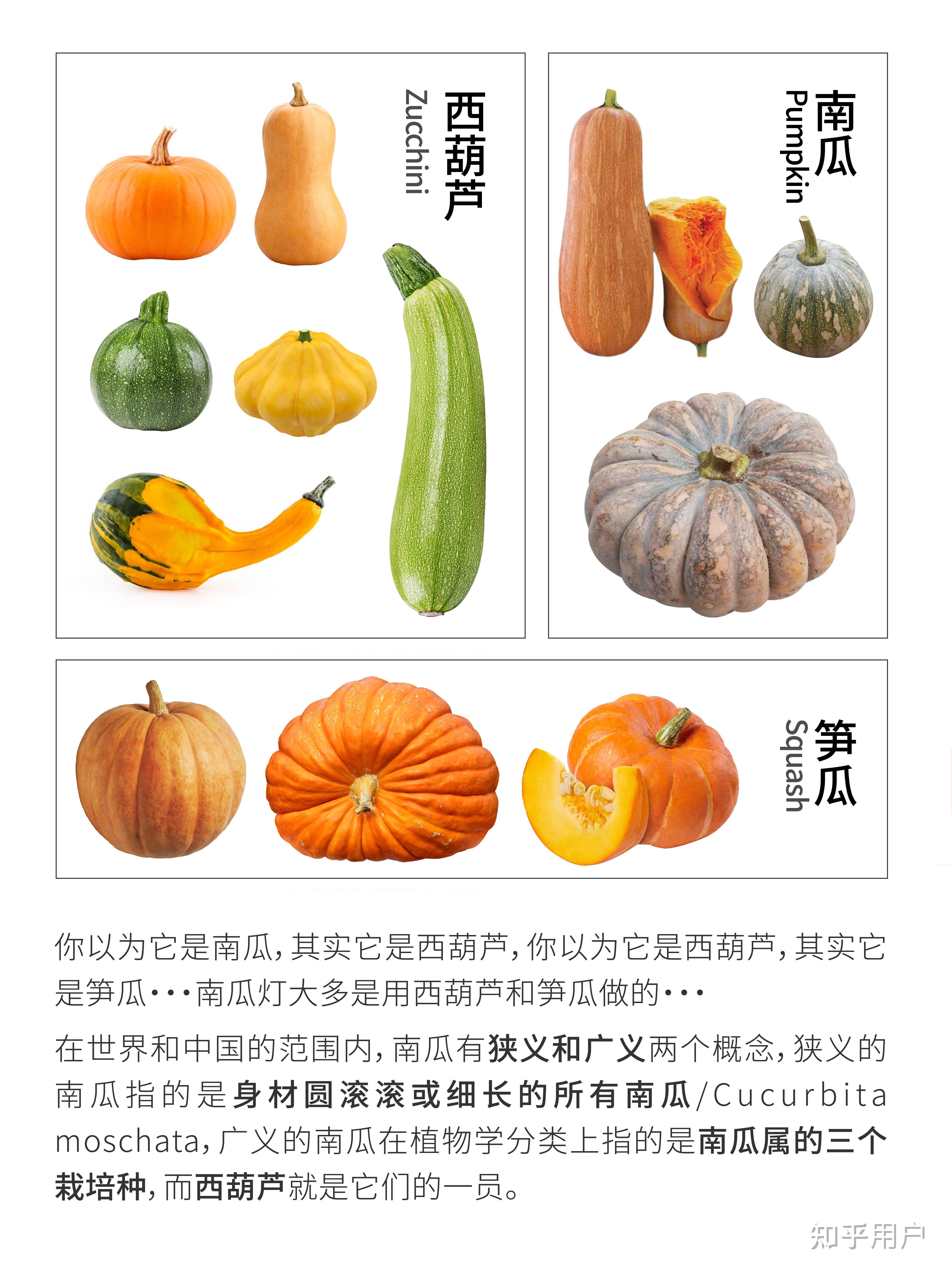 请问如图是哪个国家什么品种的南瓜?