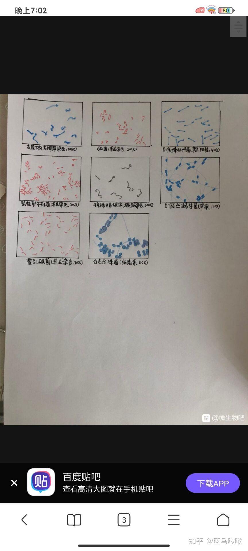 细菌红蓝铅笔手绘图图片