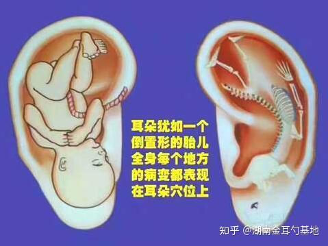 耳朵的组成结构 - 知乎