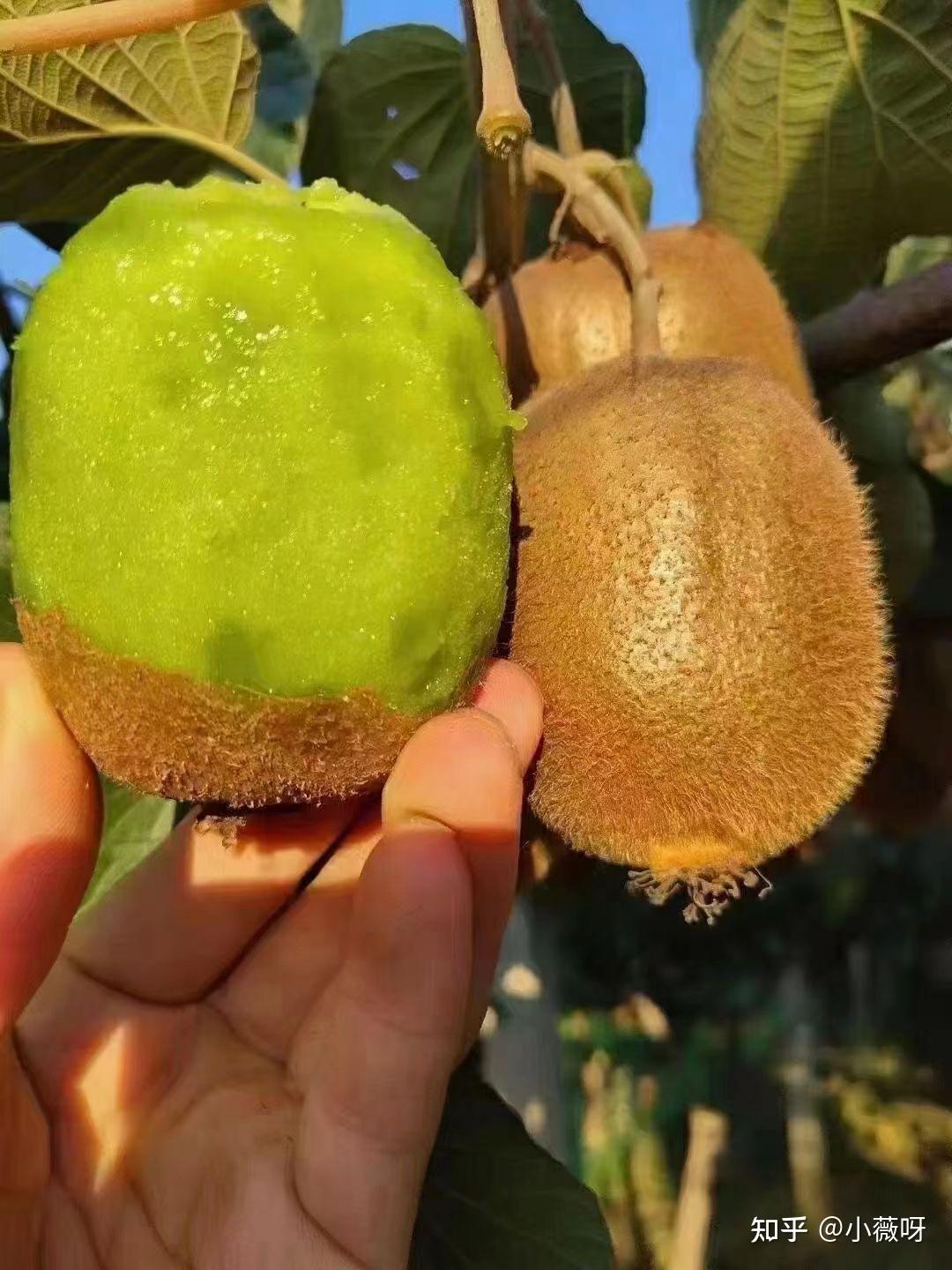 你知道翠香猕猴桃和徐香猕猴桃区别吗? - 知乎