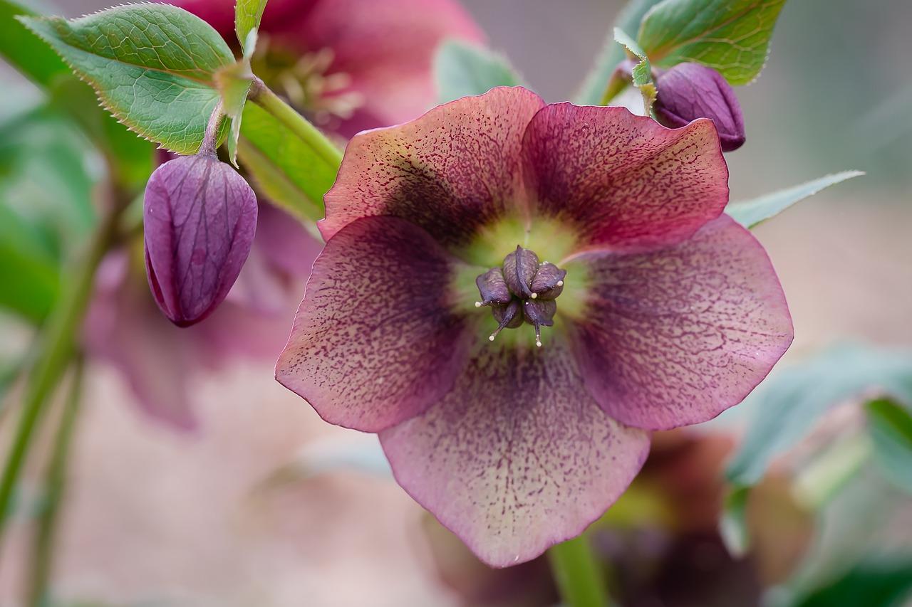 室内盆栽紫藤养护法