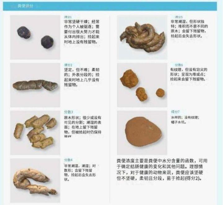 猫便便形状看猫咪是否健康一张图学会