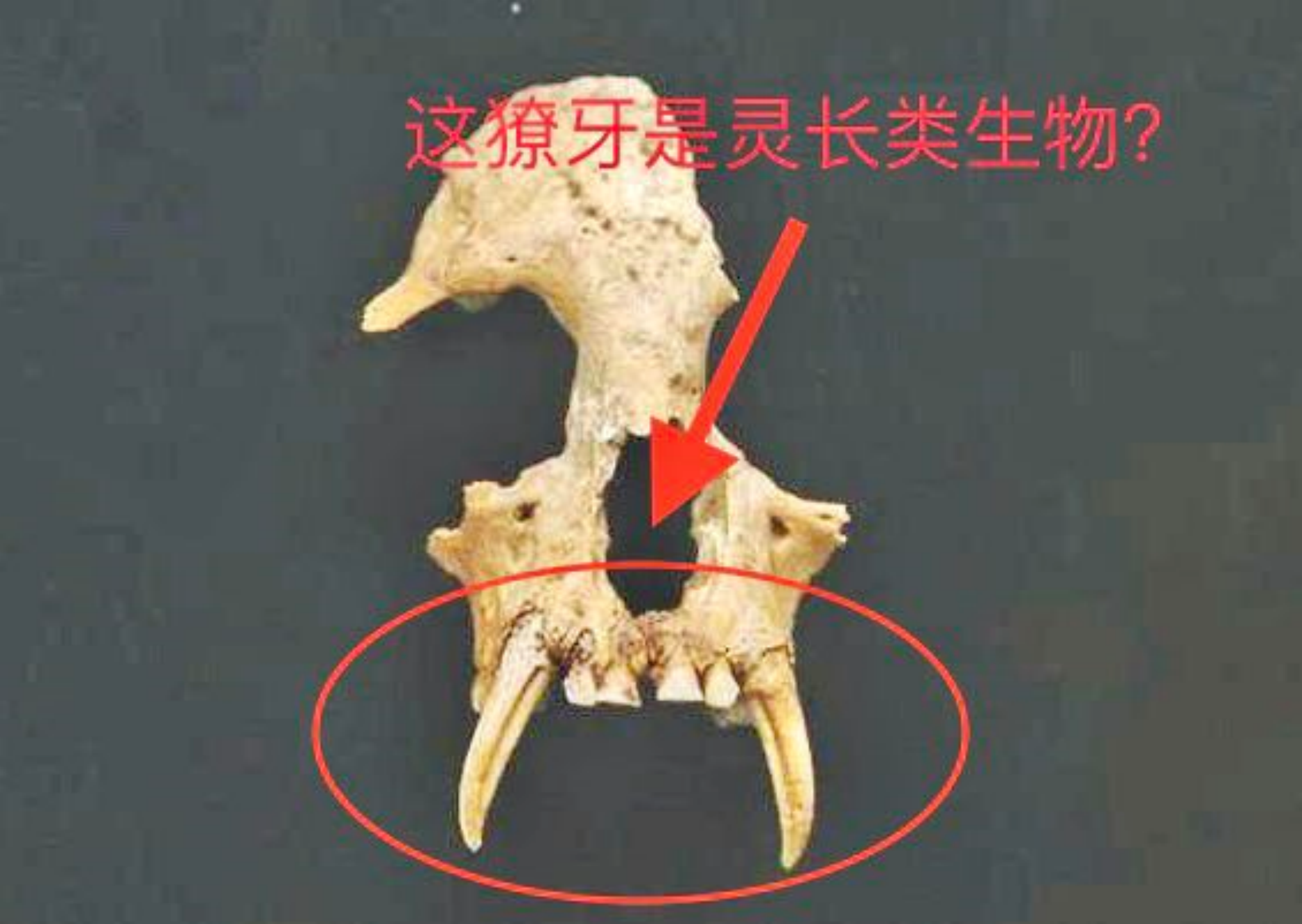 西安秦大墓校土不怪异头骨