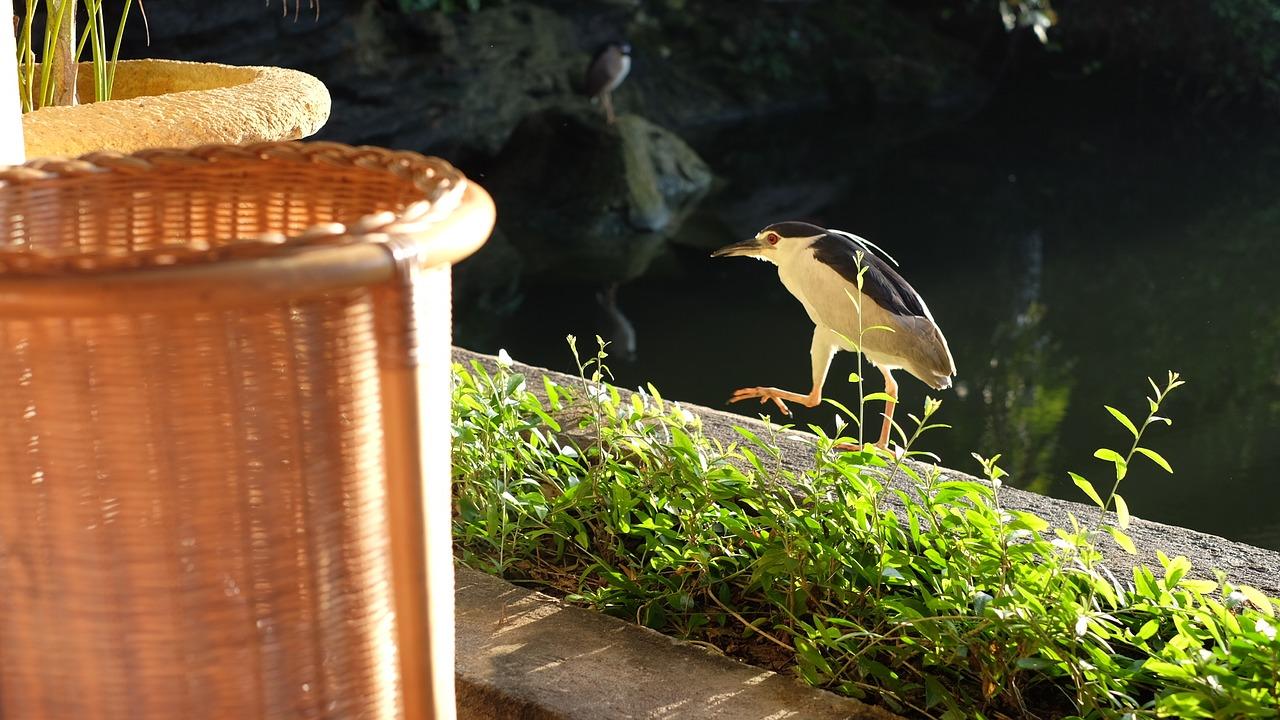 2. 合适的笼子选择