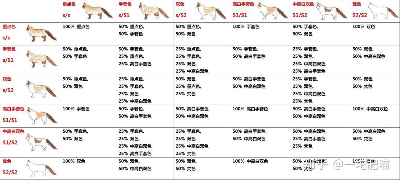 这只布偶猫母到底该配蓝双还是海双