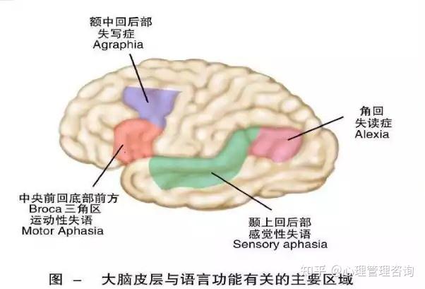 言语活动的中枢机制 - 知乎