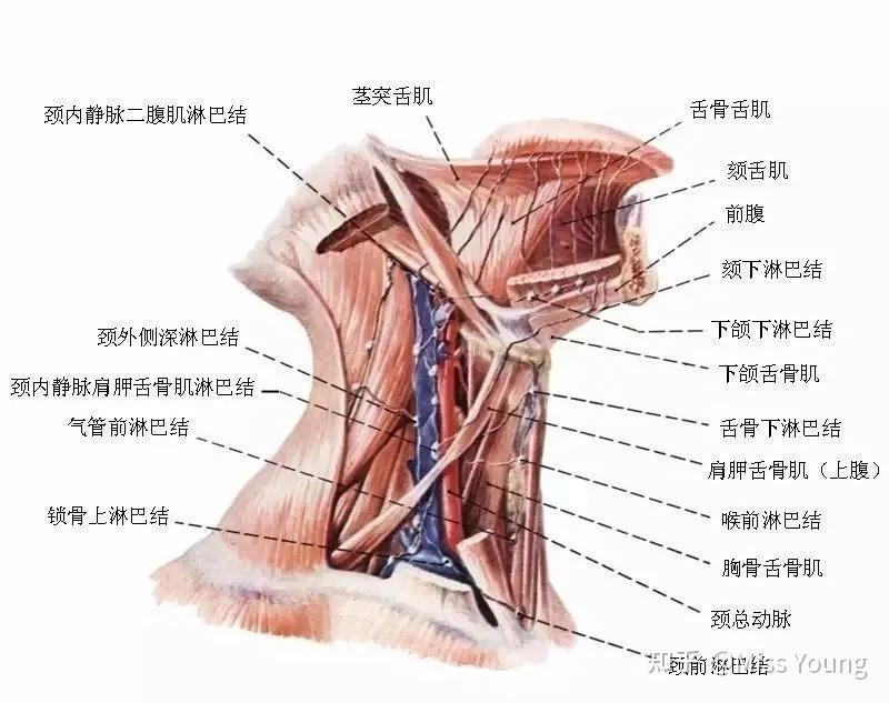 女性脖子的结构图图片